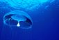 Moon Jellyfish